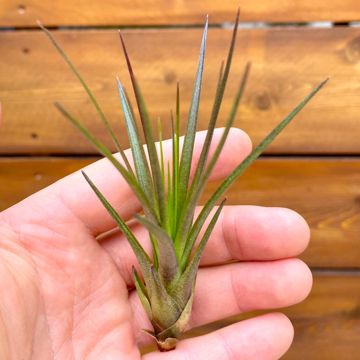 Small green plant held in a hand against a wooden background