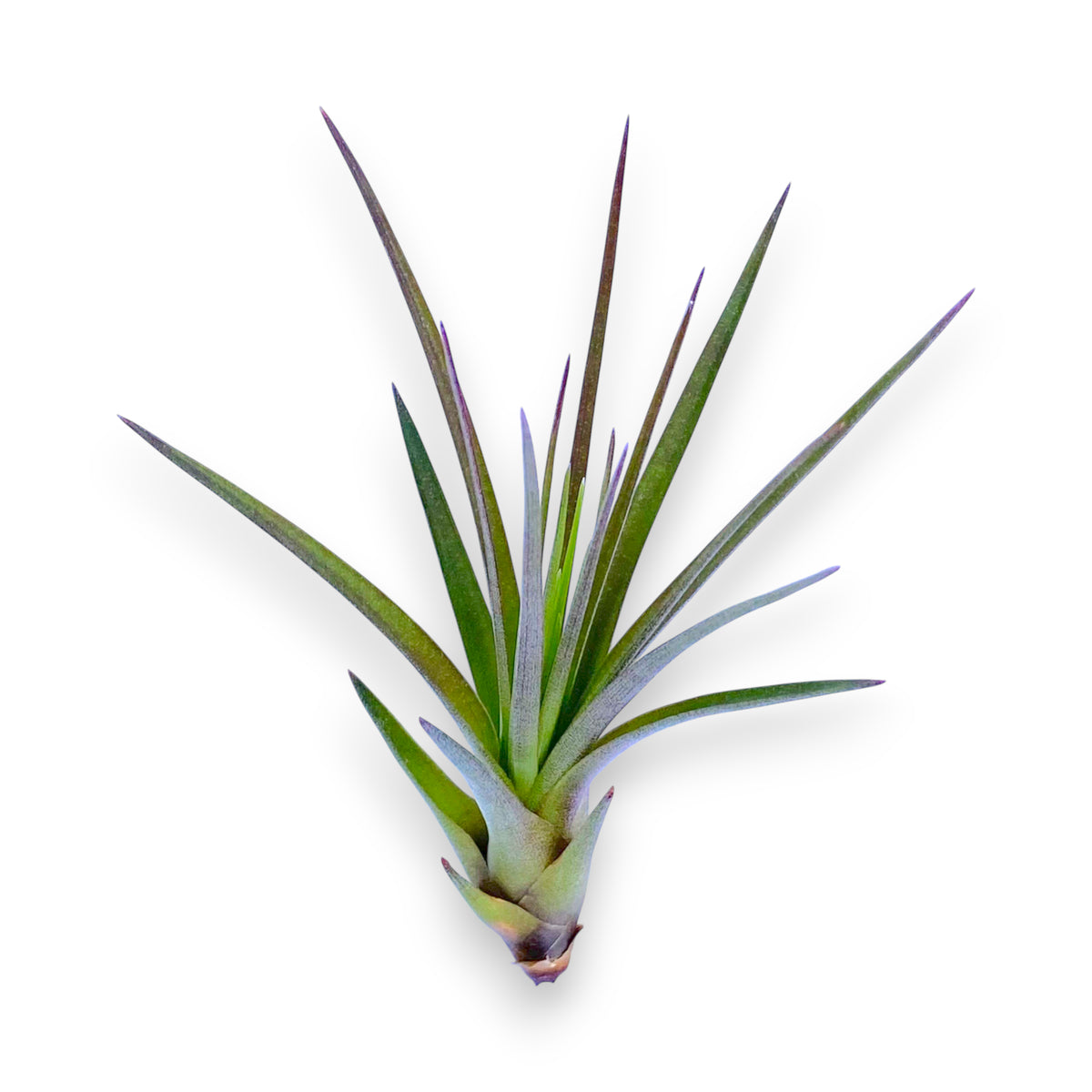 Tillandsia air plant on a white background