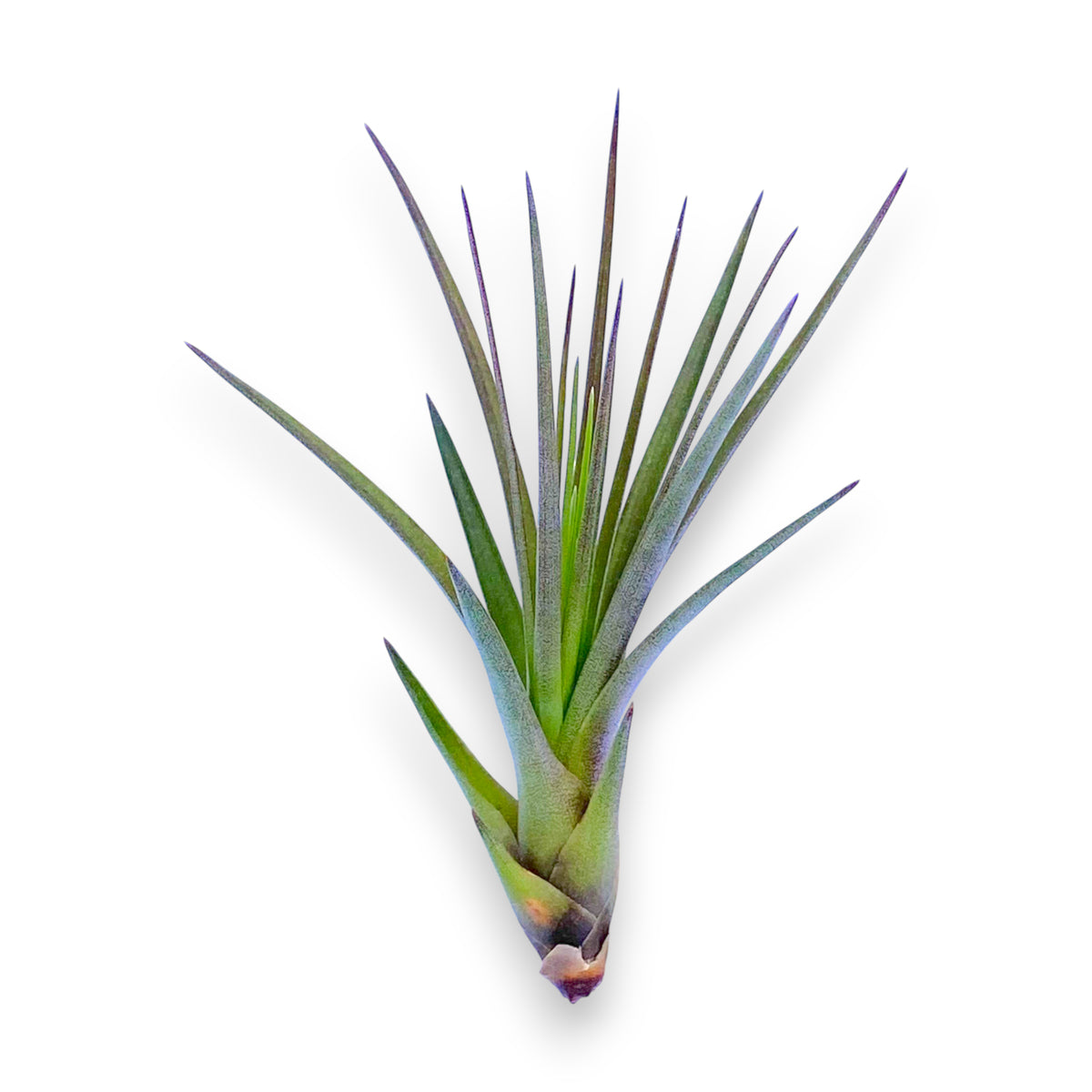 Air plant with green and purple leaves on a white background