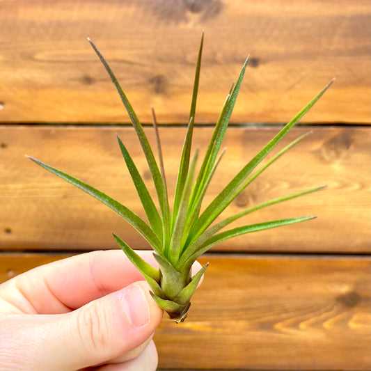 Hand holding a small green tillandsia tricolor melanocrater air plant against a wooden background