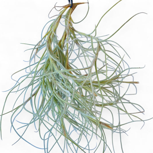 Tillandsia ‘Kimberly’