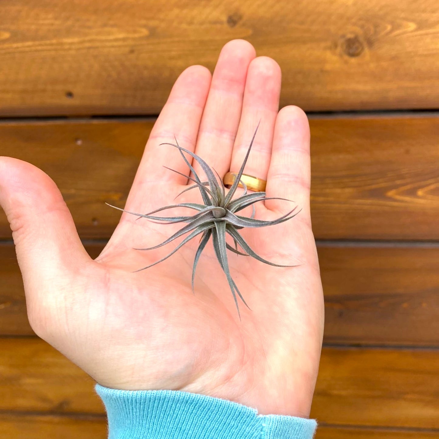 Hand holding a small plant against a wooden background