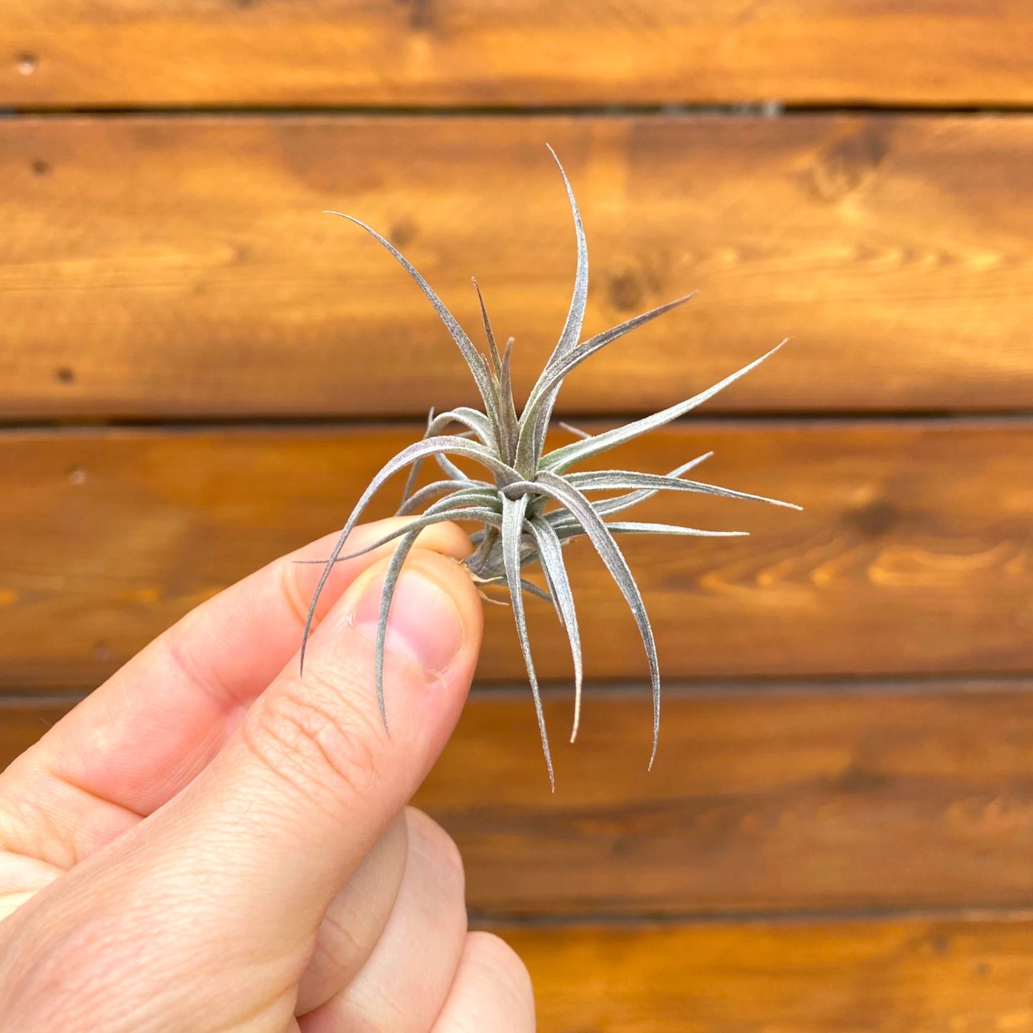 Hand holding a small air plant against a wooden background