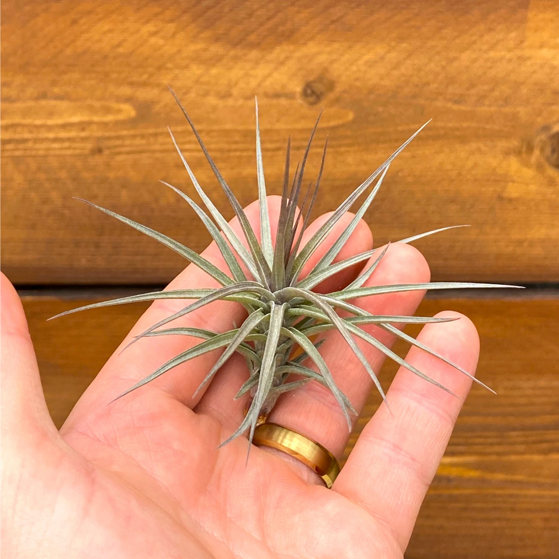 Hand holding a small air plant with a wooden background