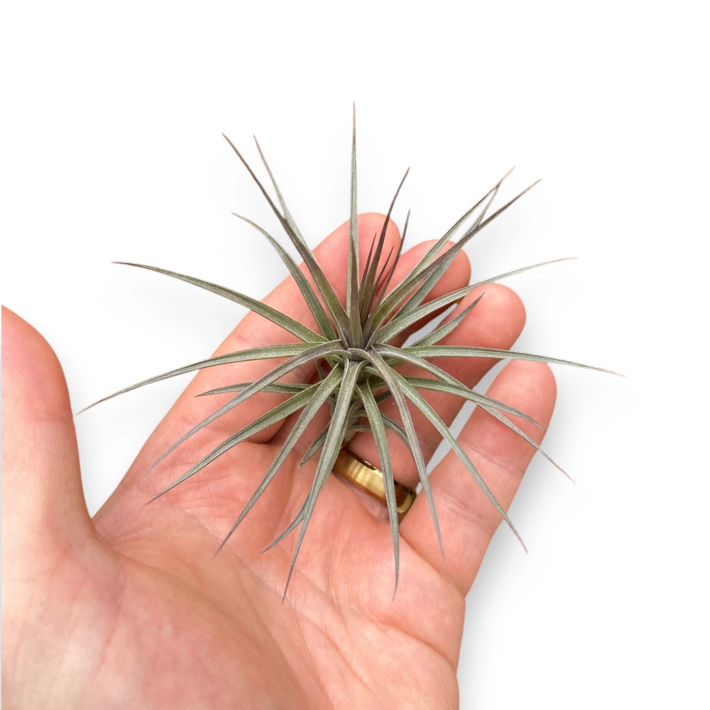 Hand holding a small air plant against a white background