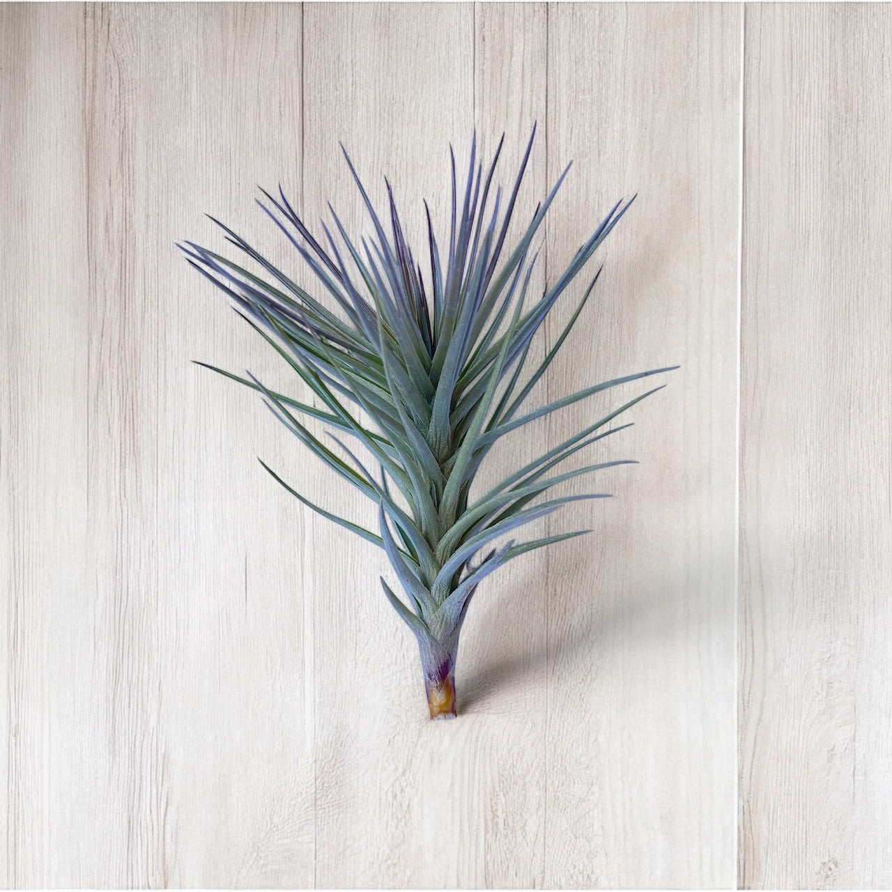 Tillandsia Araujei 'Purple Star' air plants with stiff, narrow leaves, displayed against a grey background.