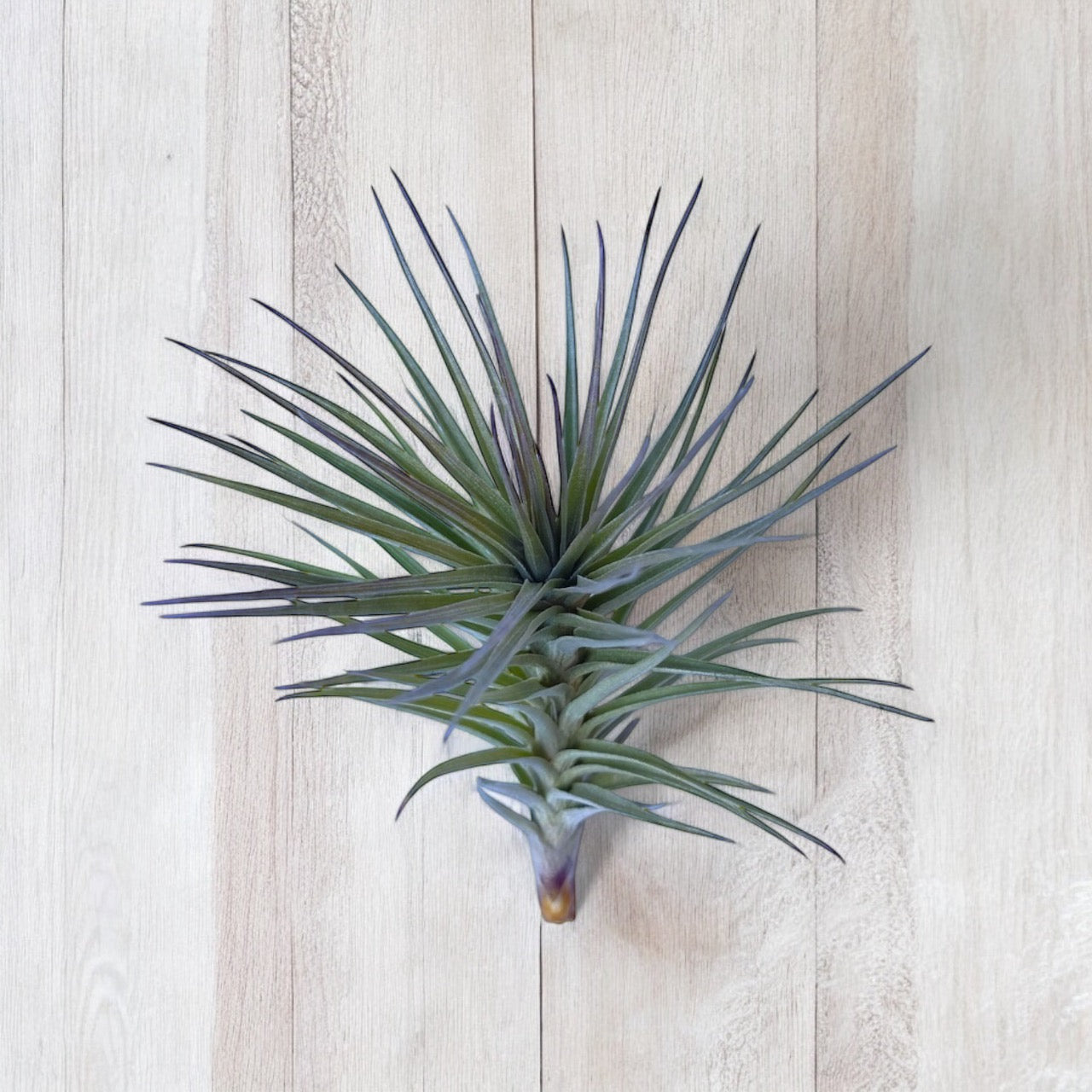 Tillandsia Araujei 'Purple Star' air plants with stiff, narrow leaves, displayed against a wood background.