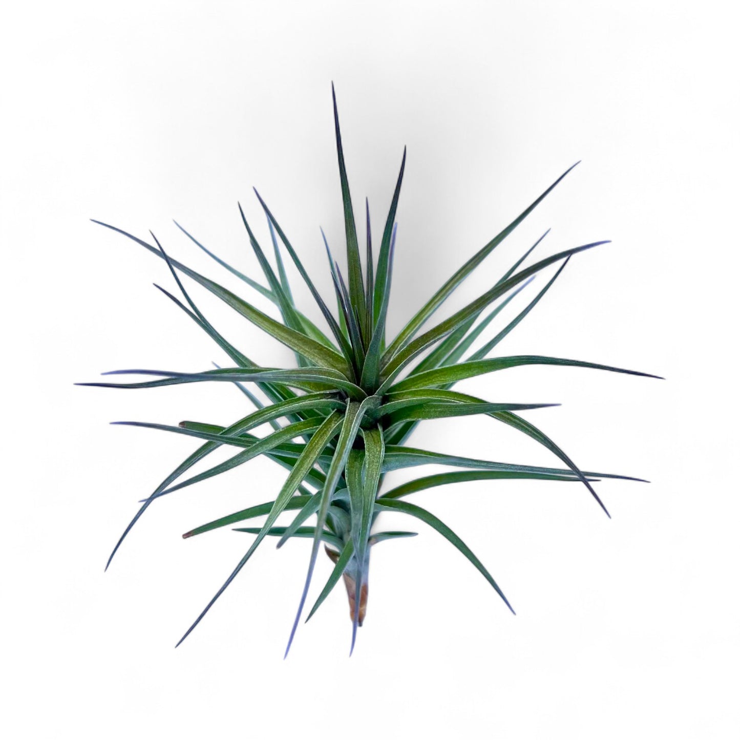 Spiky green plant on a white background