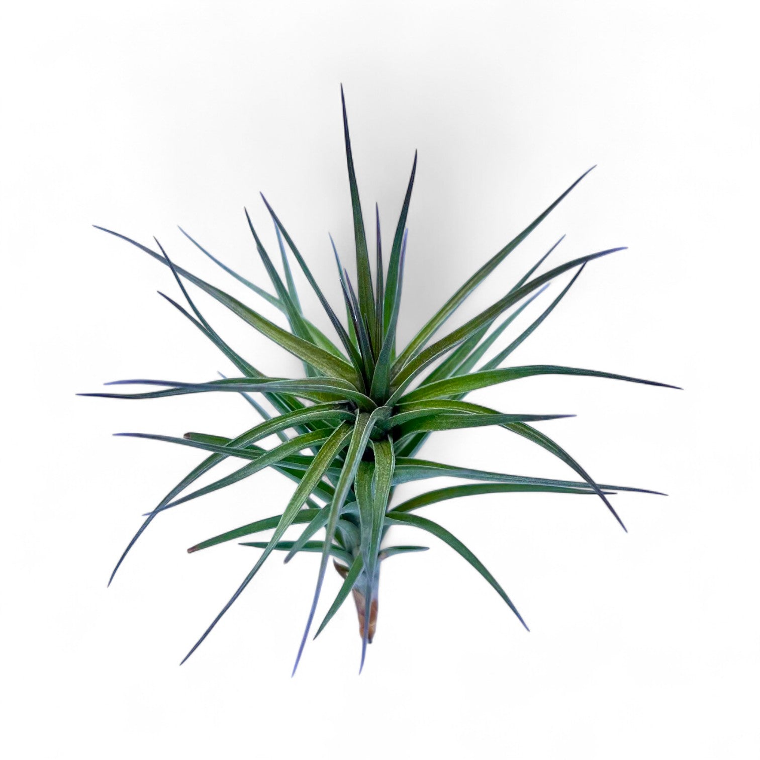 Spiky green plant on a white background