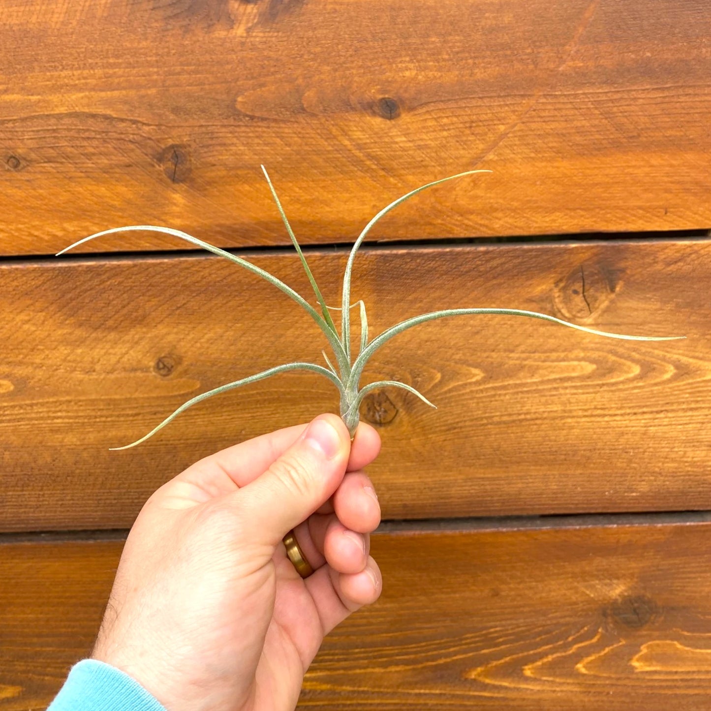 Hand holding a small plant against a wooden background