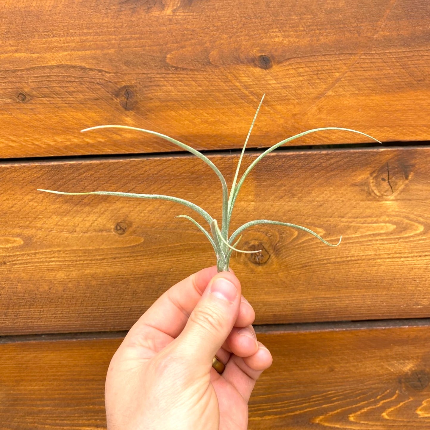 Hand holding a plant against a wooden background
