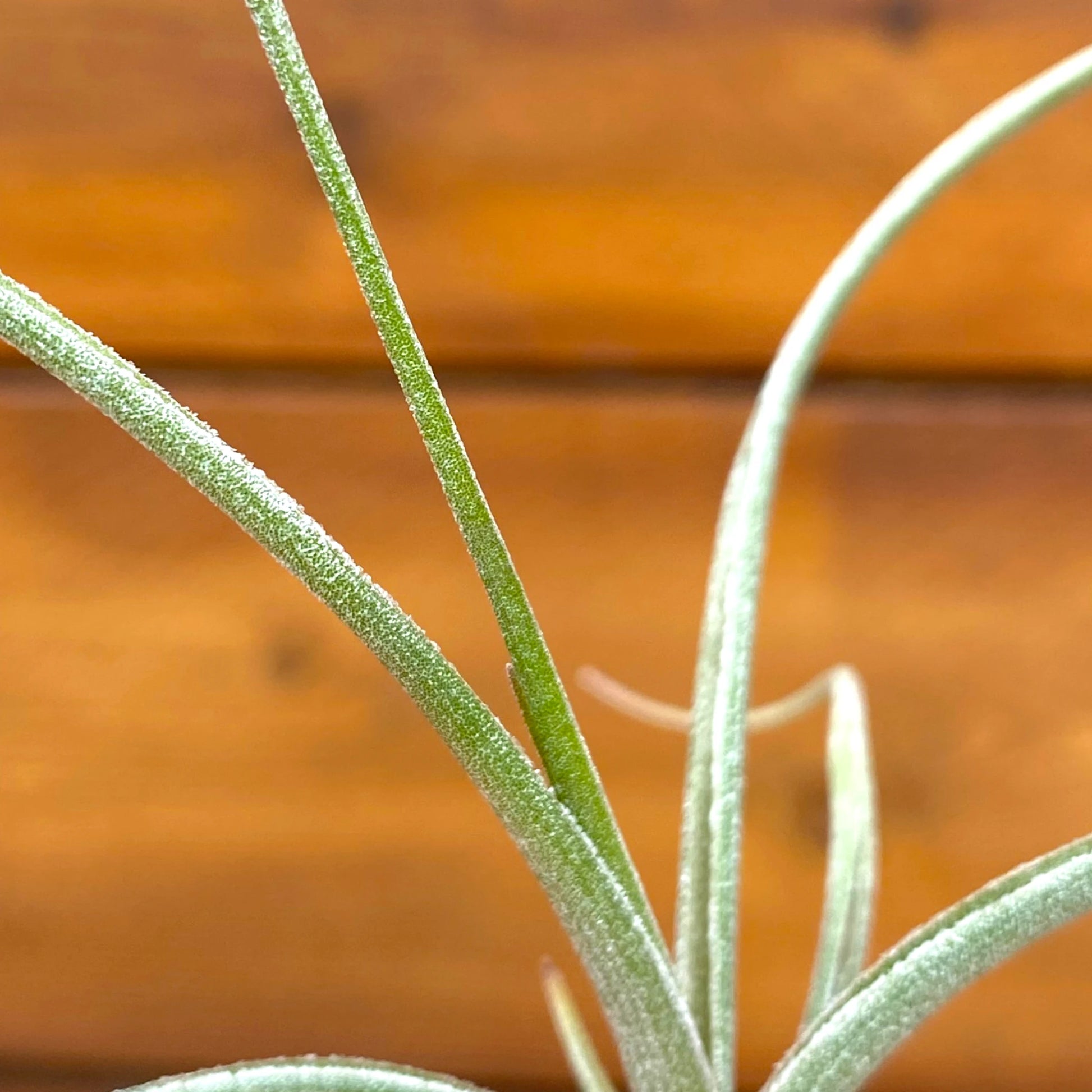 Close-up of green plant stems against a blurred brown background