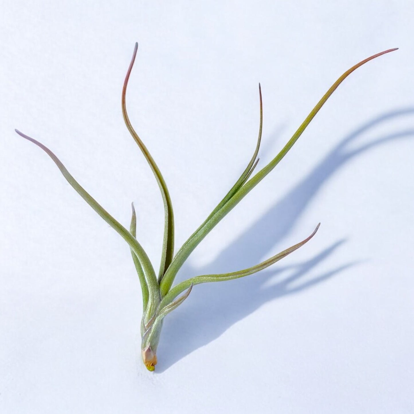 A Tillandsia Baileyi air plant with slender, stiff leaves fan out from a rounded base, with a silver sheen due to trichomes