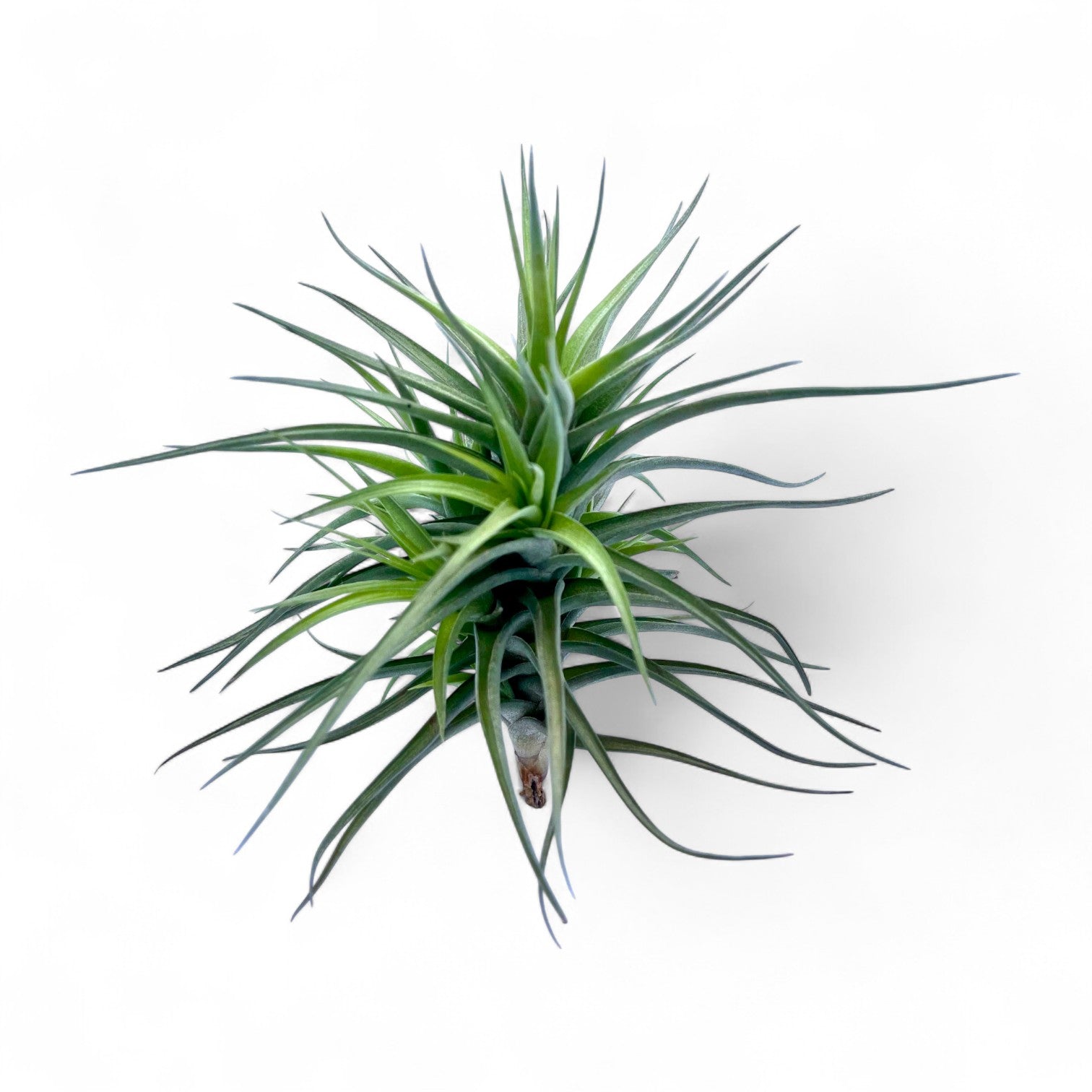 Green air plant on a white background
