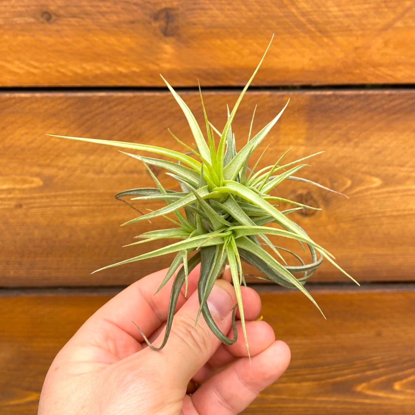 Hand holding a small green plant against a wooden background