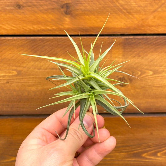 Hand holding a small green plant against a wooden background