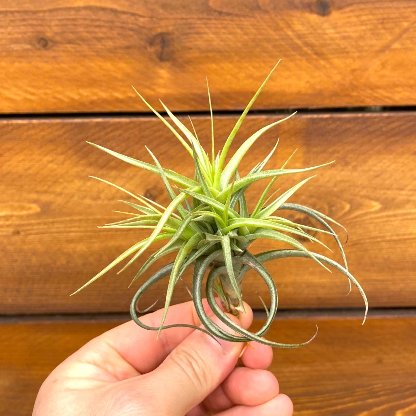 Hand holding a small green air plant against a wooden background