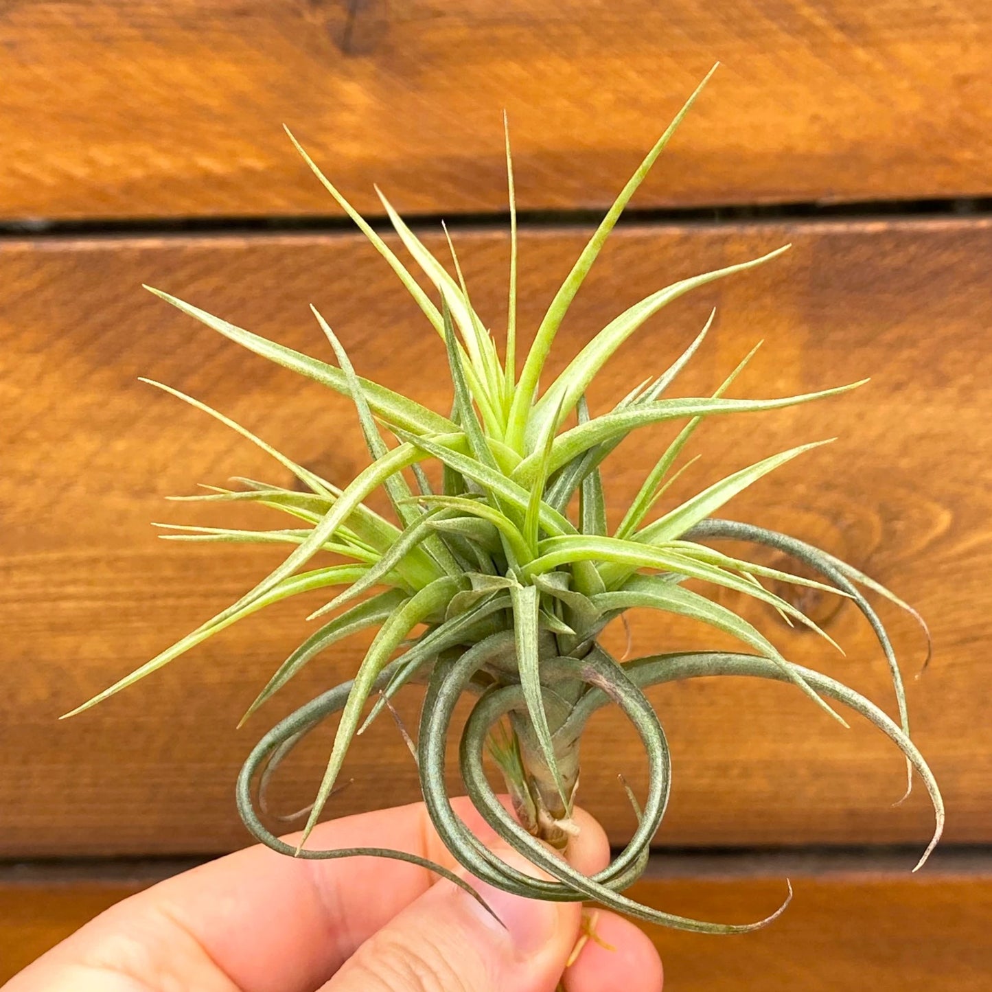 Hand holding a green air plant against a wooden background