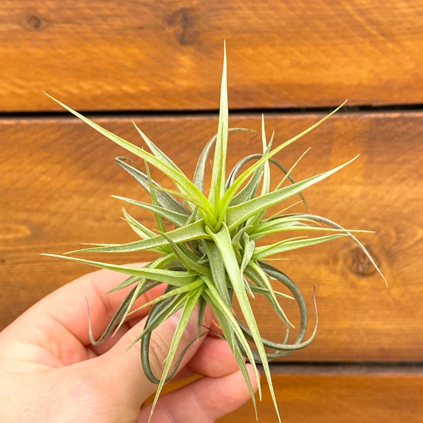 Hand holding a small green air plant against a wooden background