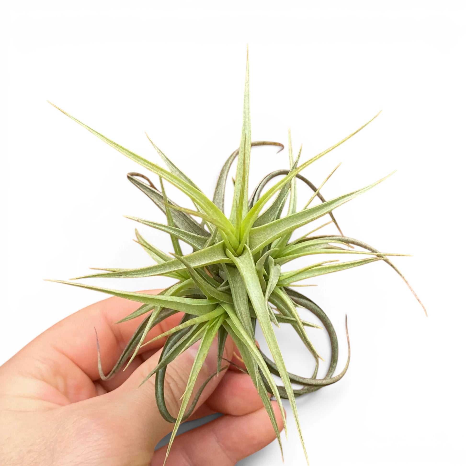 Hand holding a green air plant against a white background