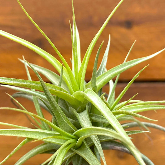 Green air plant against a wooden background