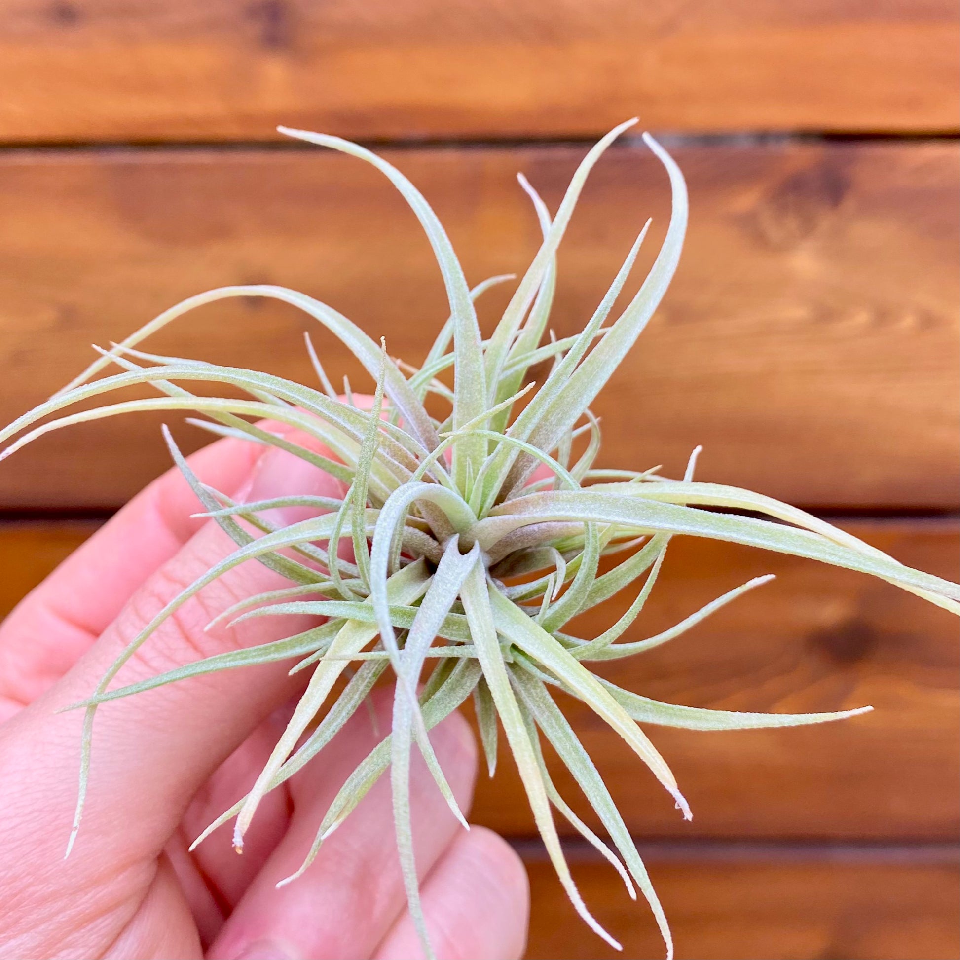 Hand holding a Tillandsia air plant against a wooden background