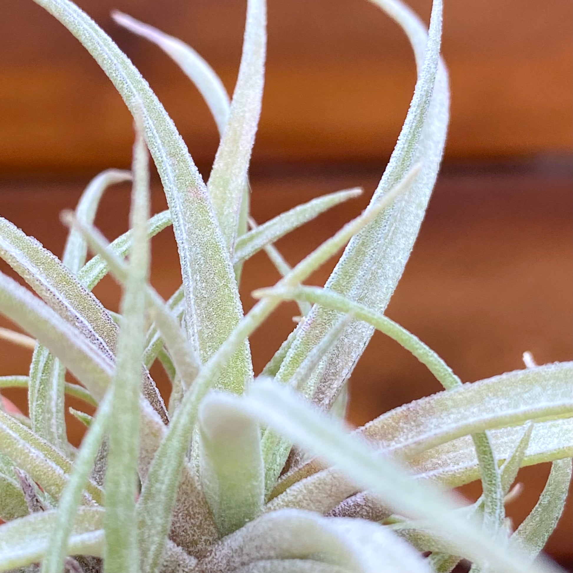Close up of an air plant