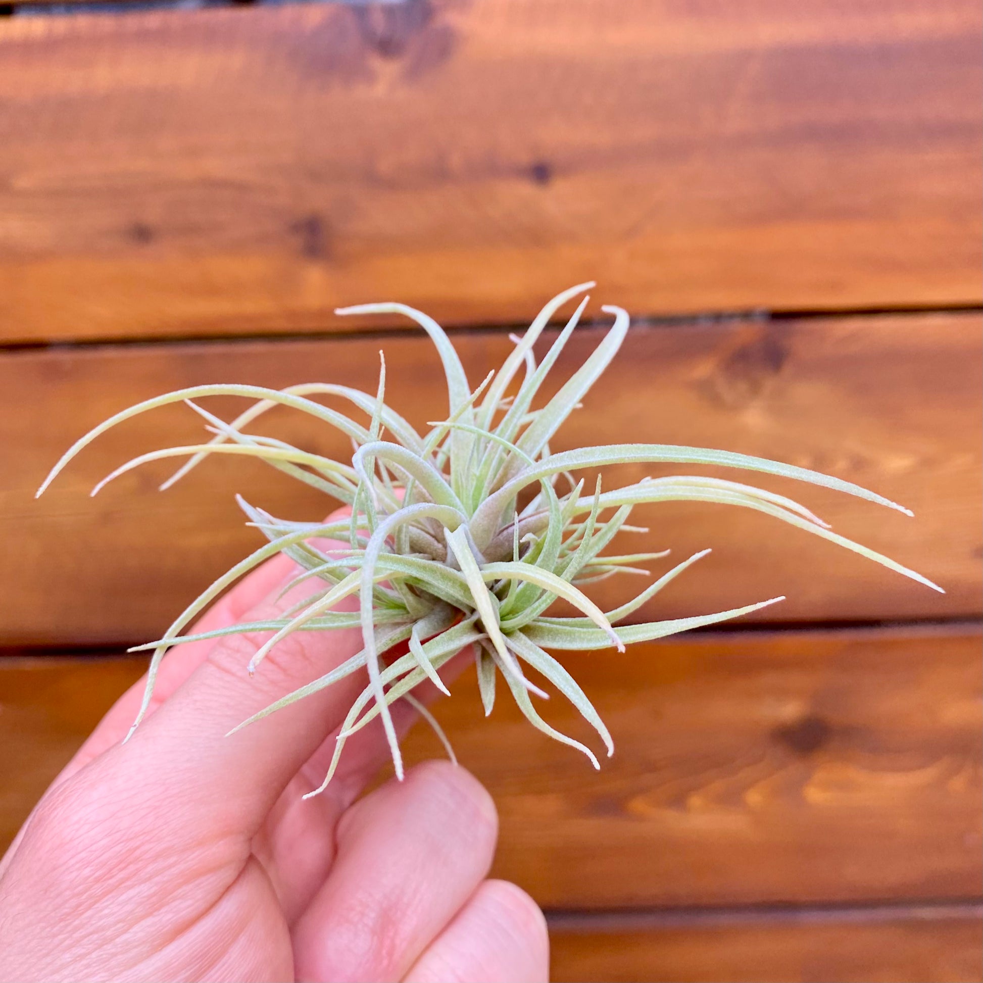 Hand holding a small air plant against a wooden background