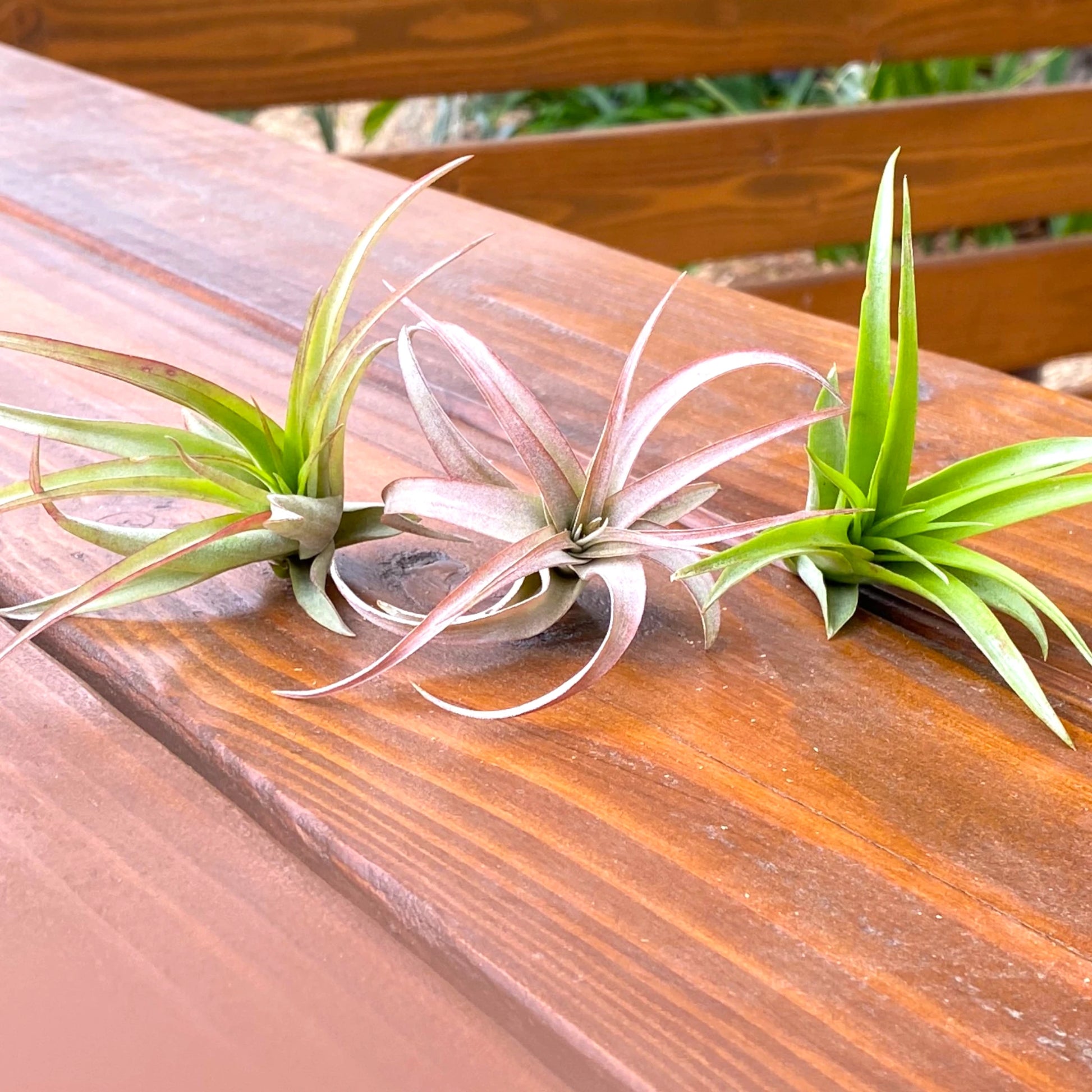 Three air plants on a wooden surface with a blurred natural background