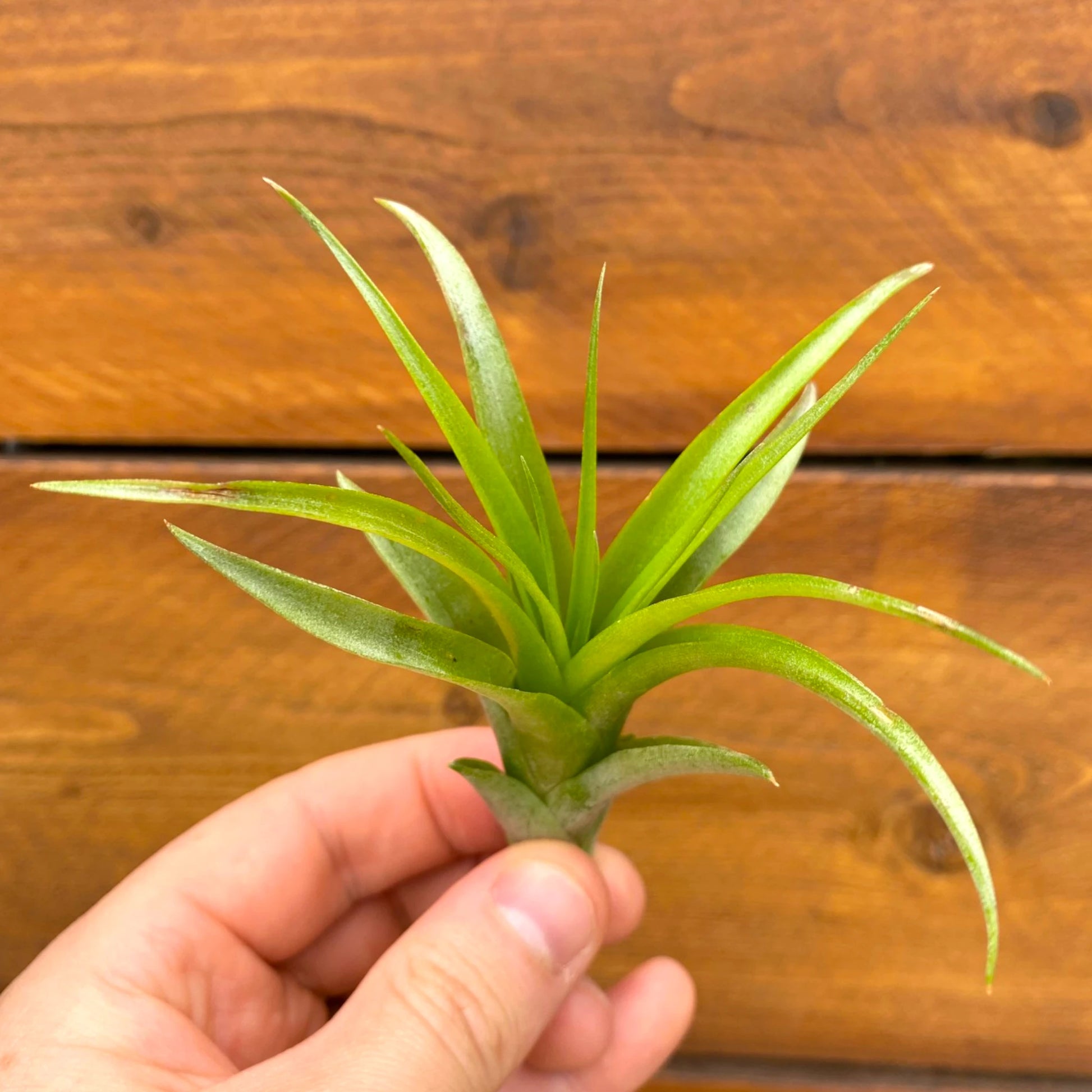 Hand holding a small green plant against a wooden background