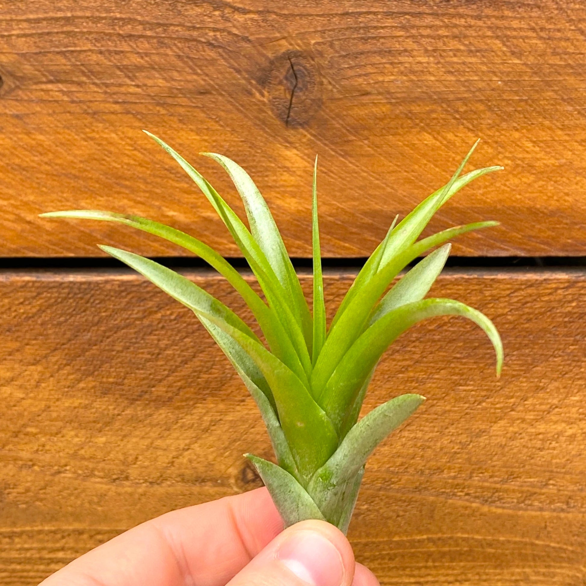 Small green plant held against a wooden background