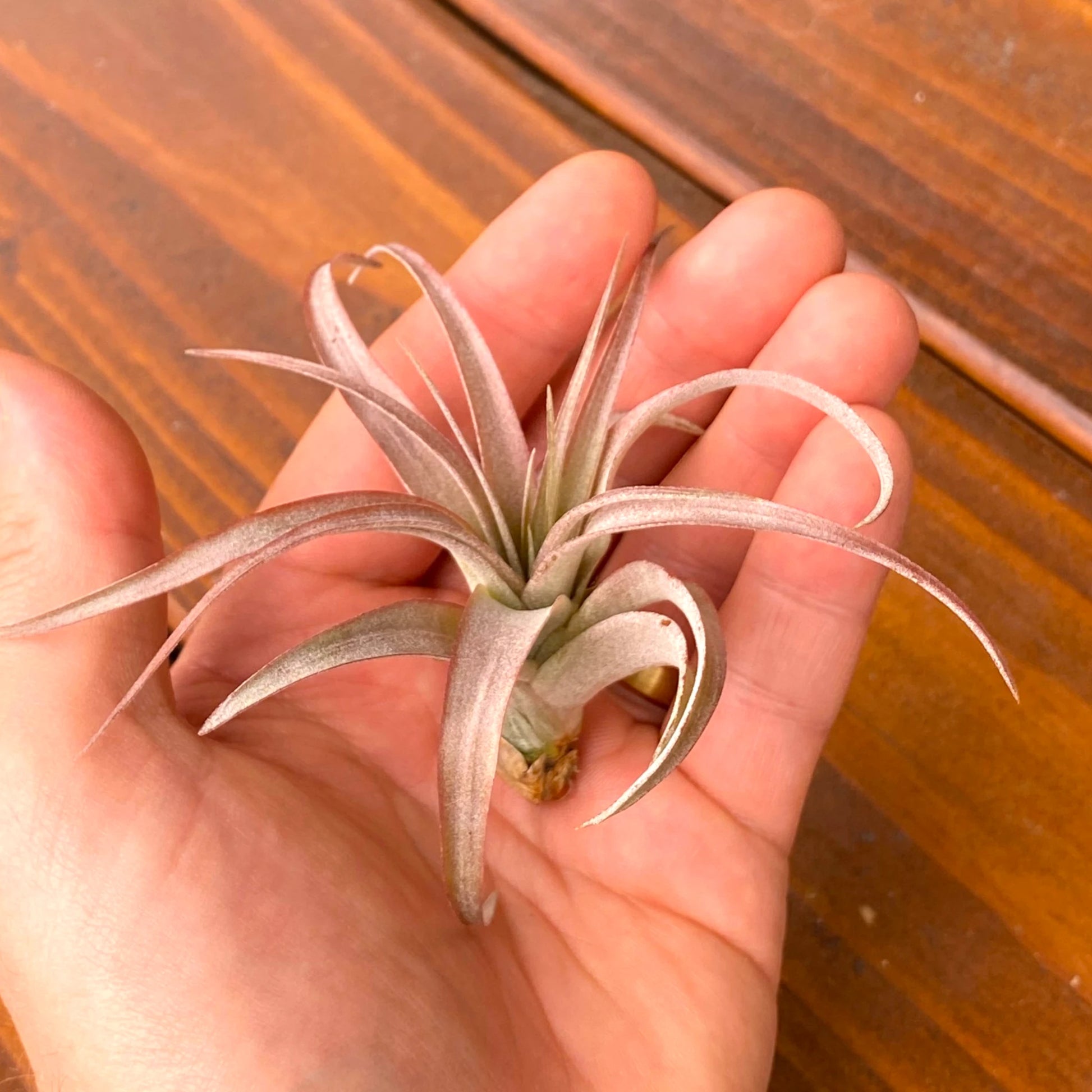 Hand holding a small air plant against a wooden background