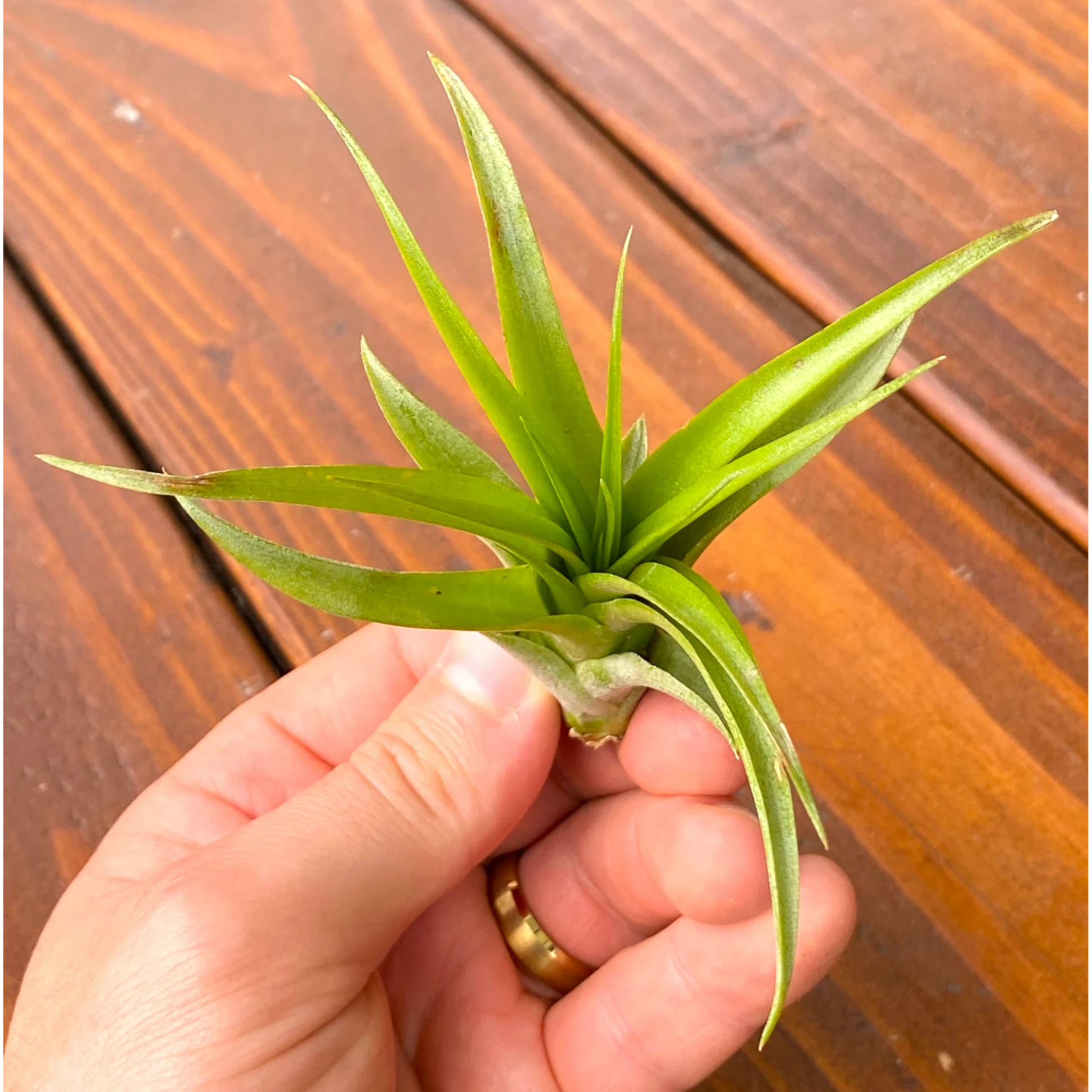 Hand holding a small green plant on a wooden surface
