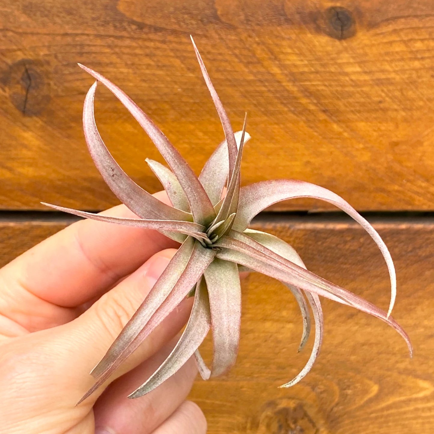 Hand holding a small air plant against a wooden background