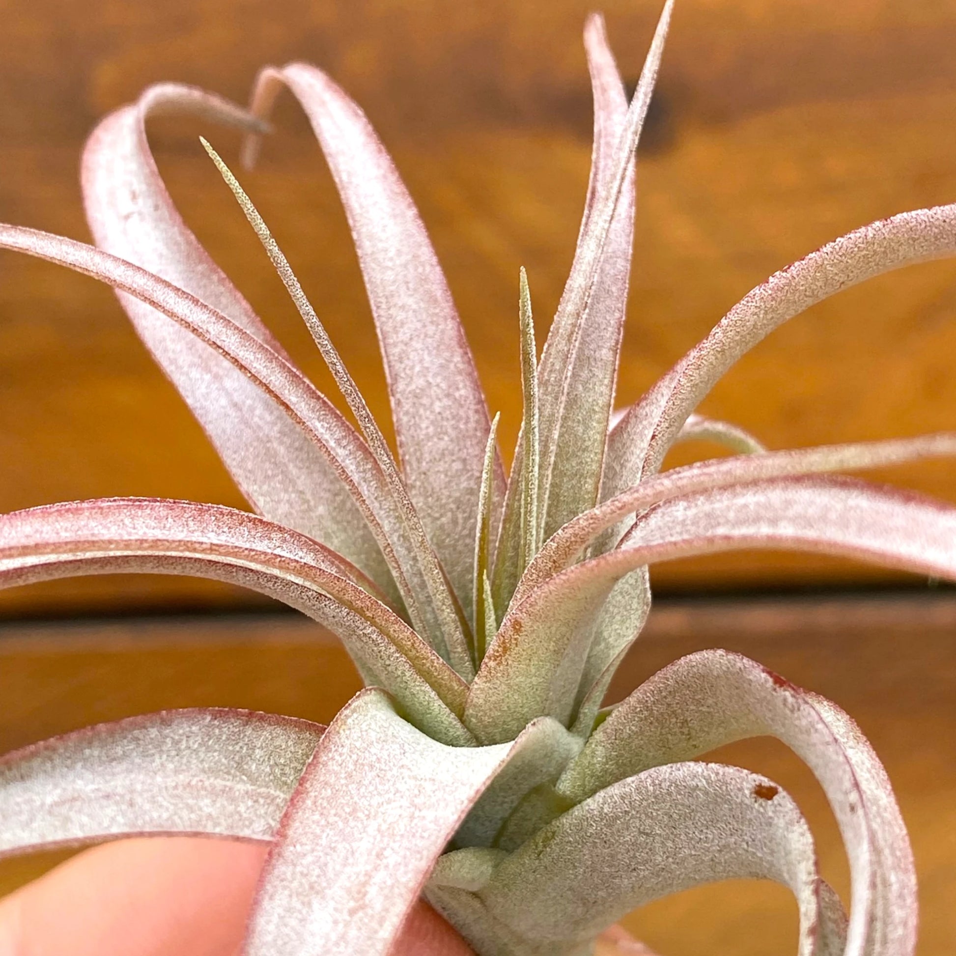 Close-up of a tillandsia plant with a blurred brown background
