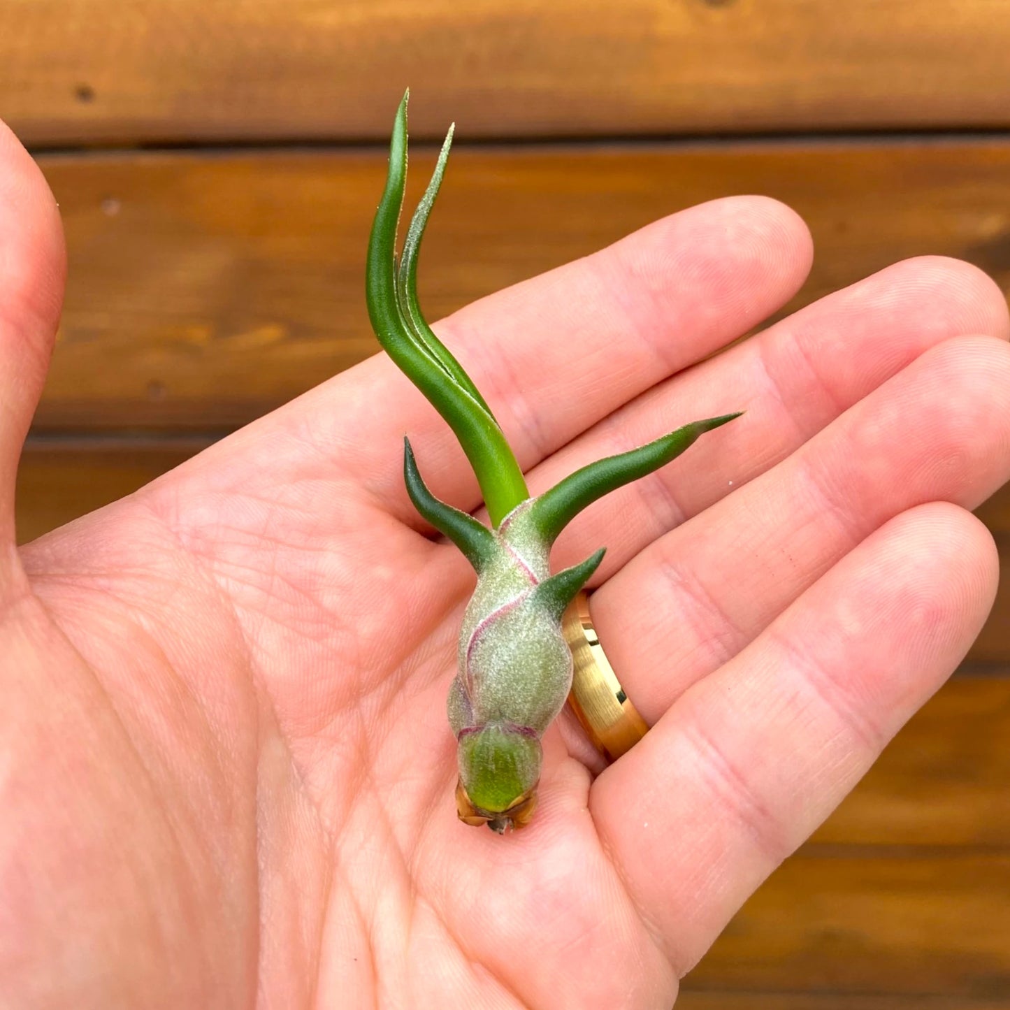 Hand holding a small green plant cutting against a wooden background