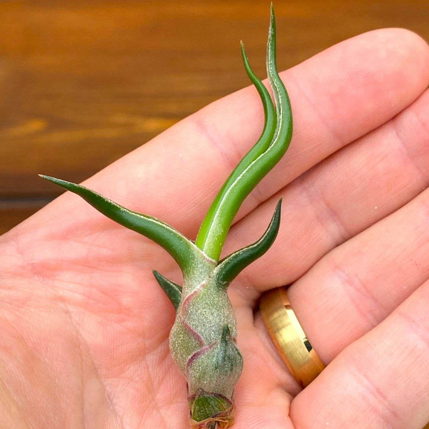 Small green plant with curved leaves held in a hand against a wooden background