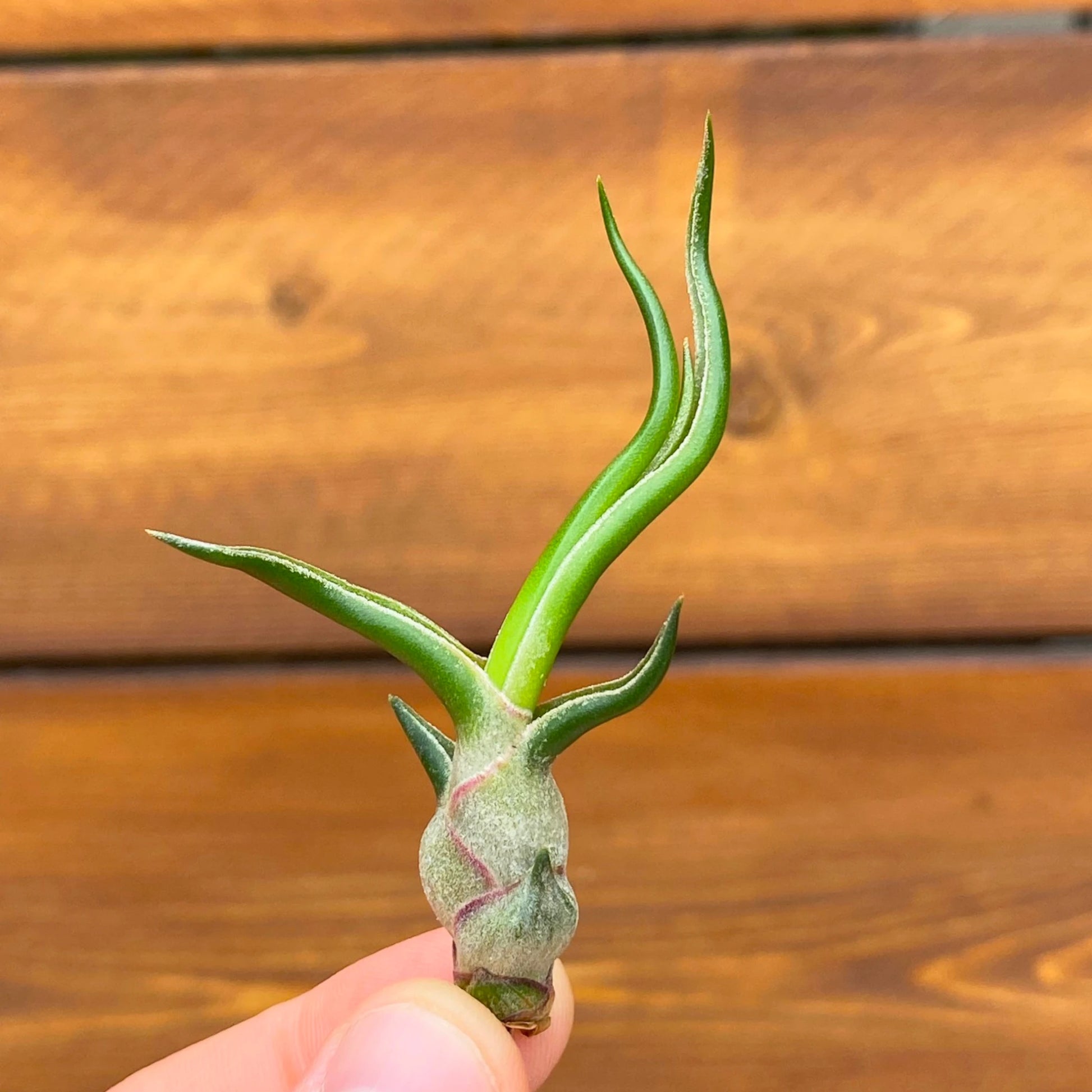Small green air plant held against a wooden background