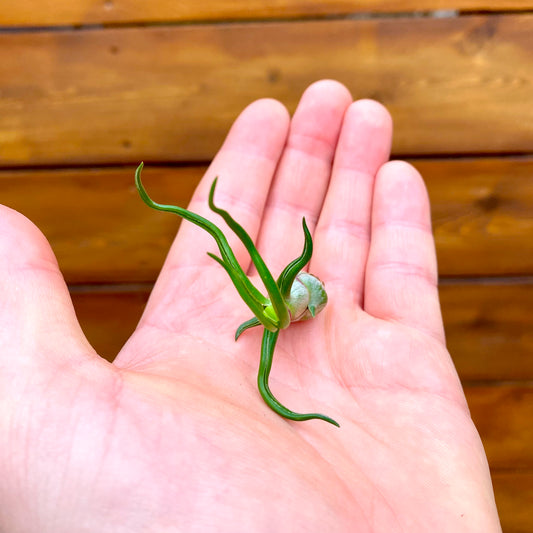 Small green plant held in a person's hand with a wooden background