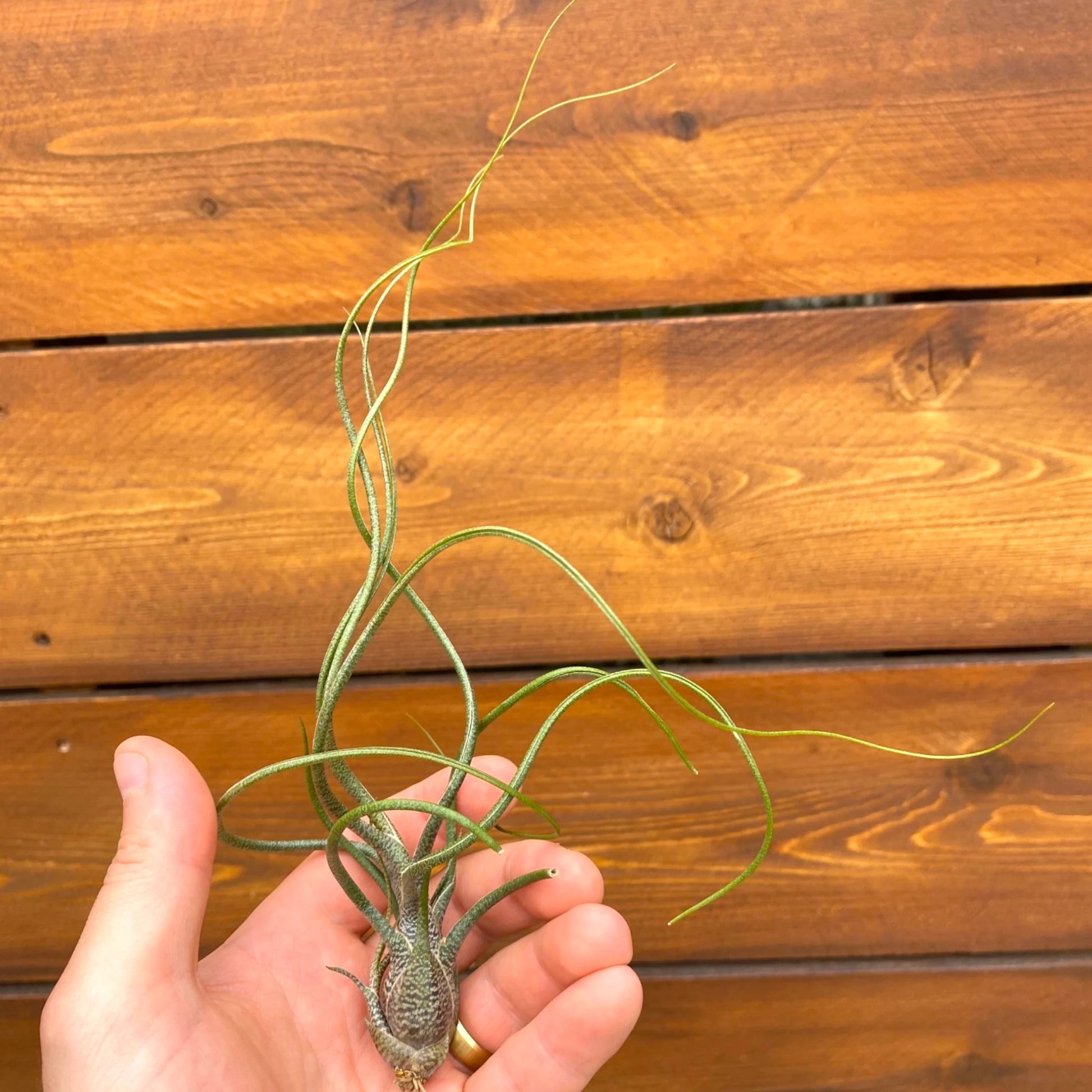 Hand holding a small green plant against a wooden background