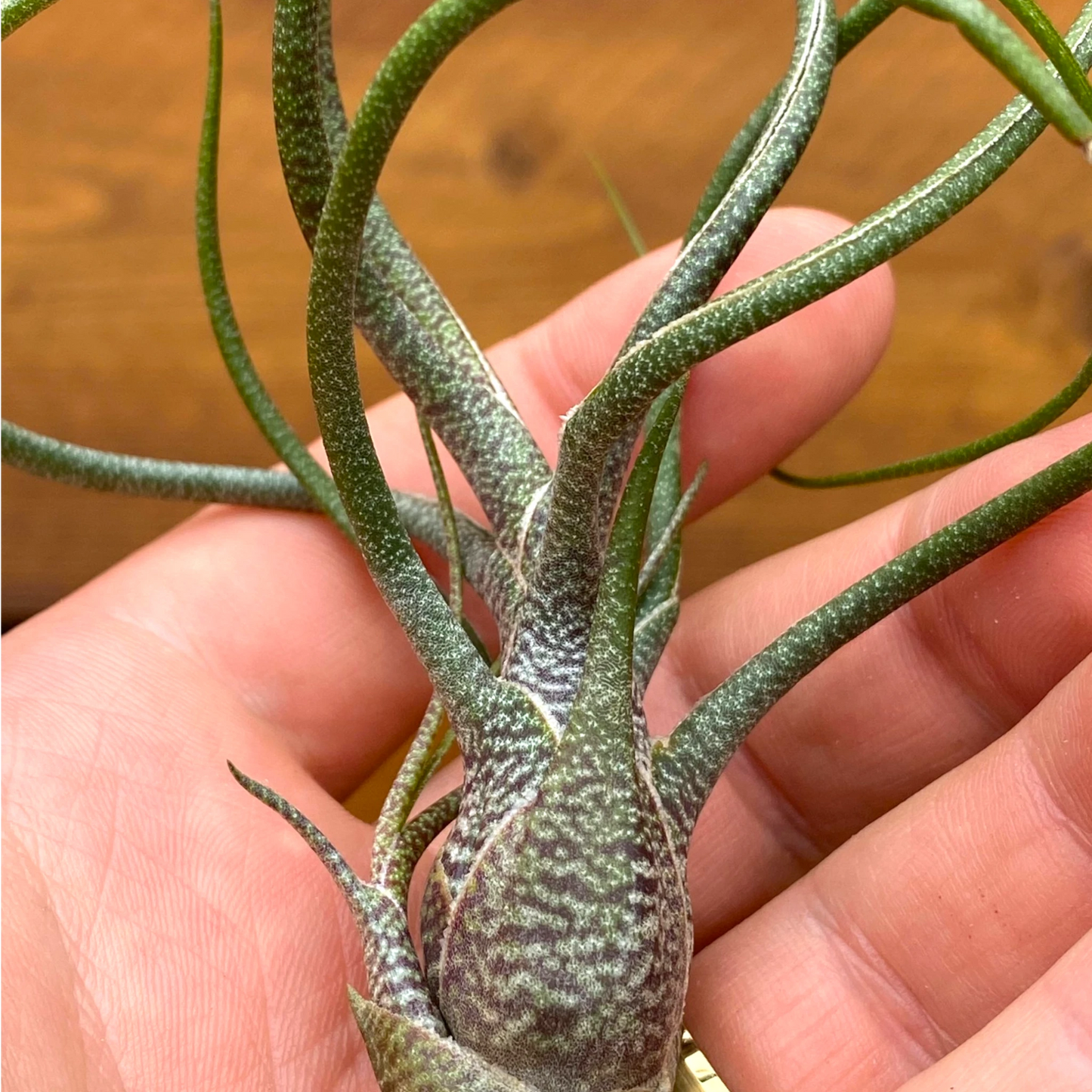 Hand holding a small succulent plant with a wooden surface in the background
