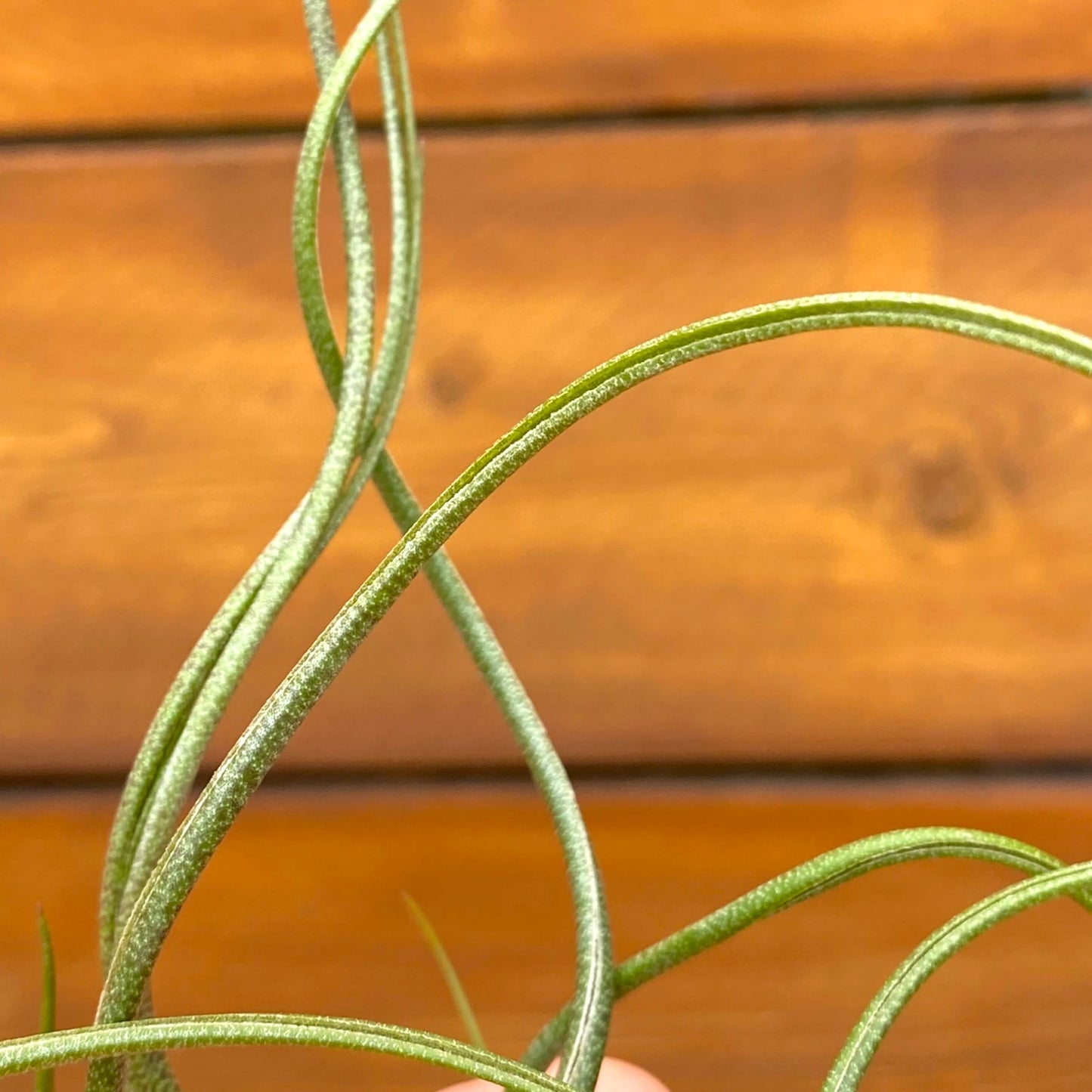 Green plant leaves against a wooden background