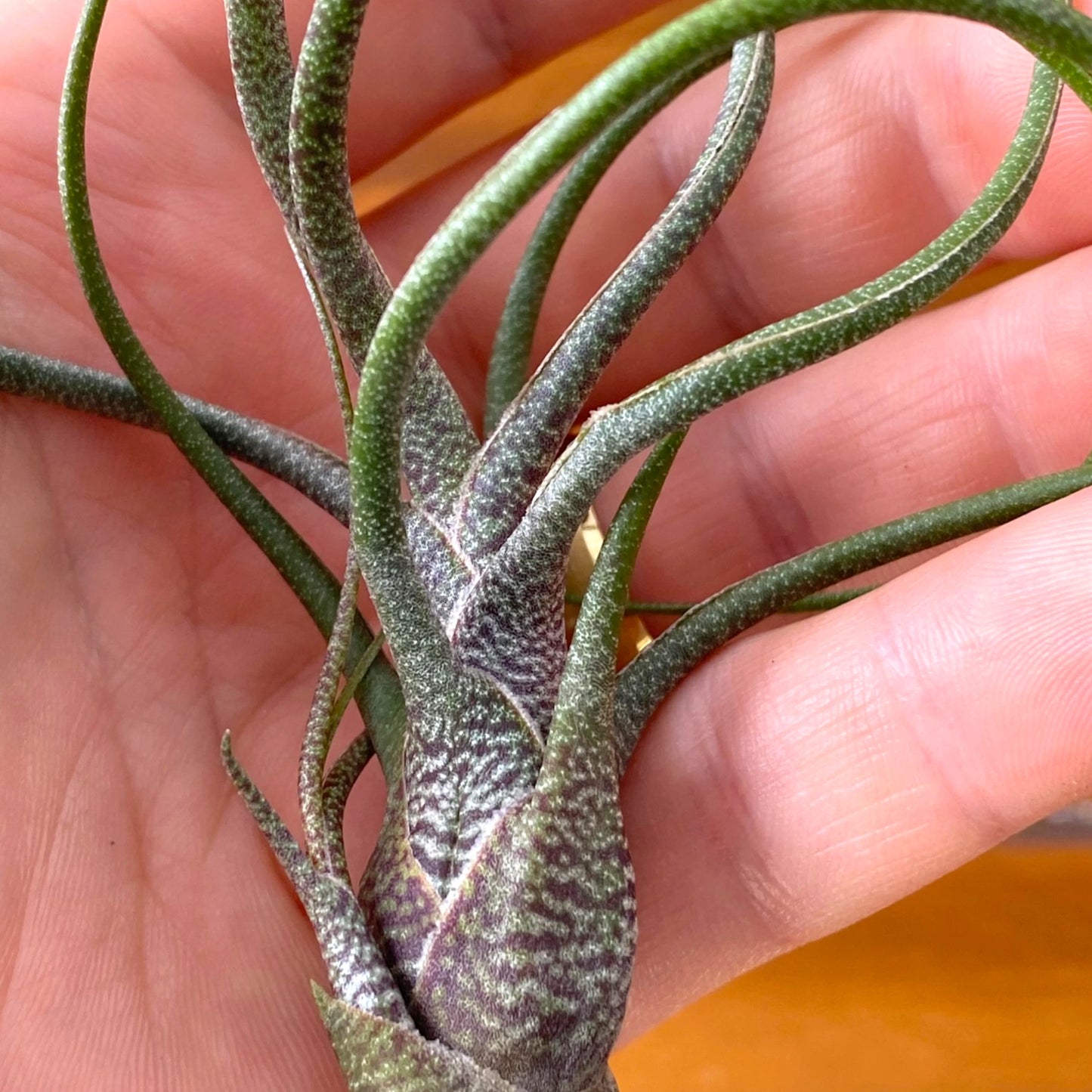 Close-up of a small plant held in a hand with a blurred background