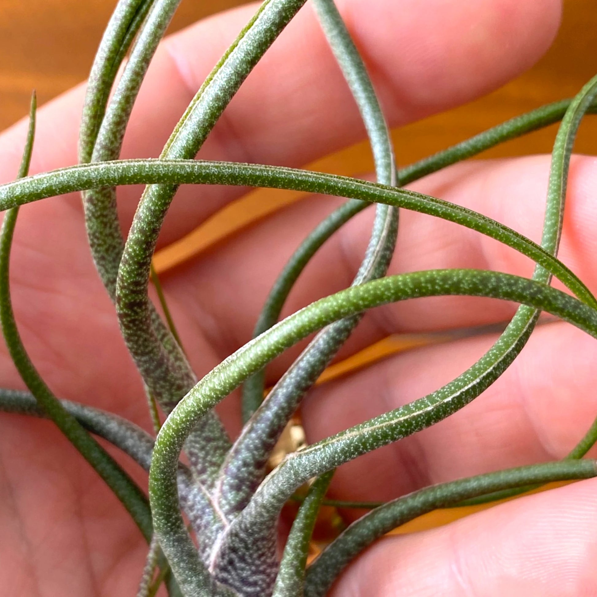 Close-up of a hand holding a small green plant with a blurred background