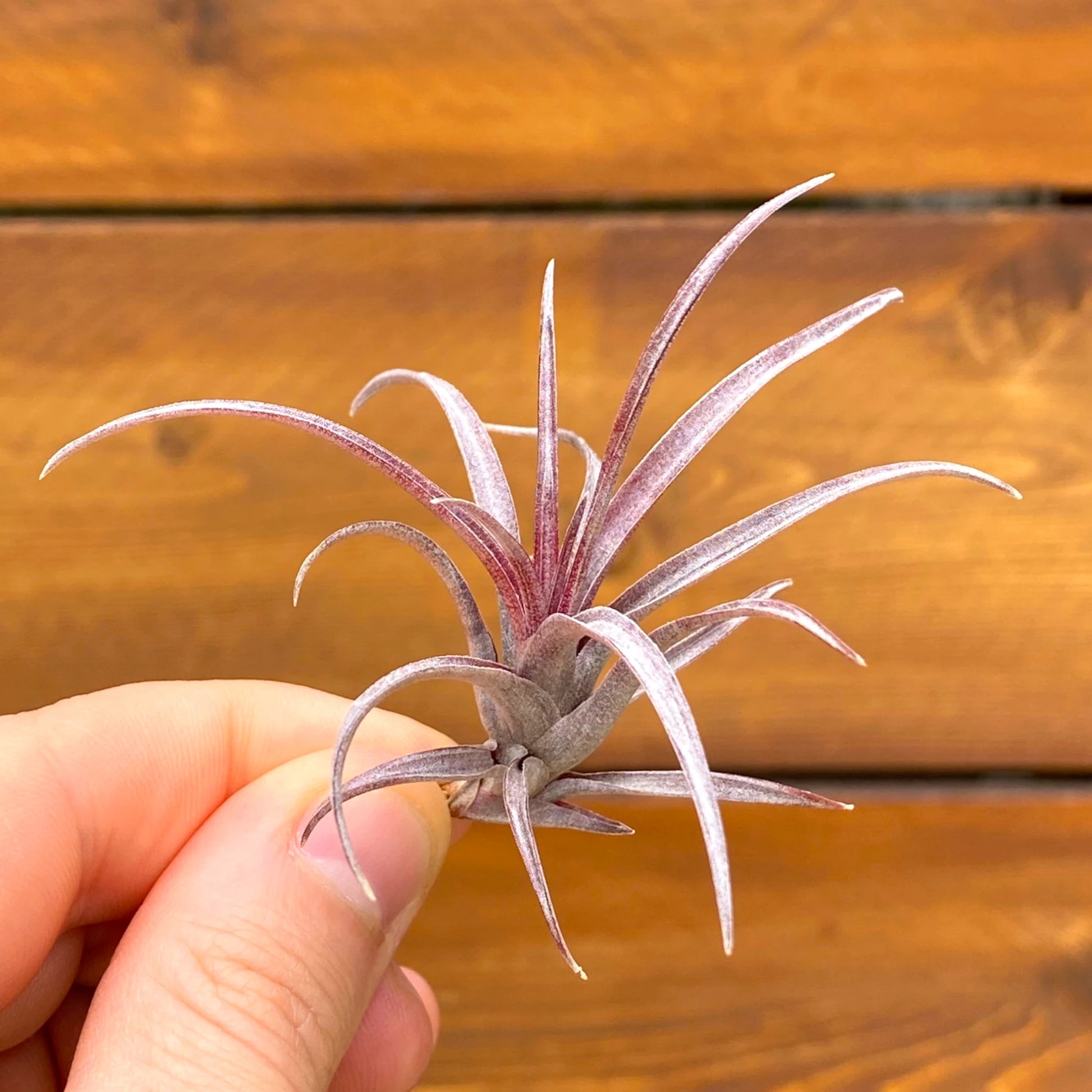 Hand holding a small air plant against a wooden background