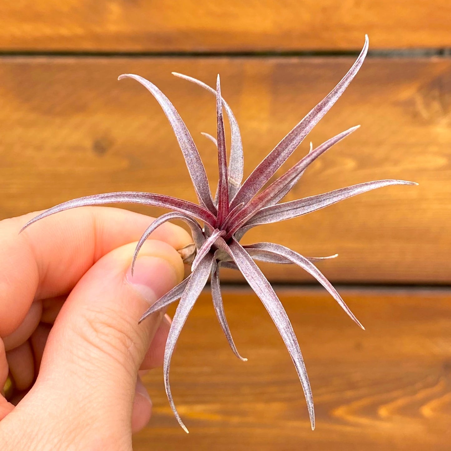 Hand holding a purple air plant against a wooden background
