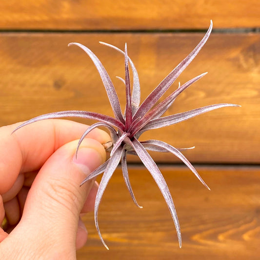 Hand holding a purple air plant against a wooden background