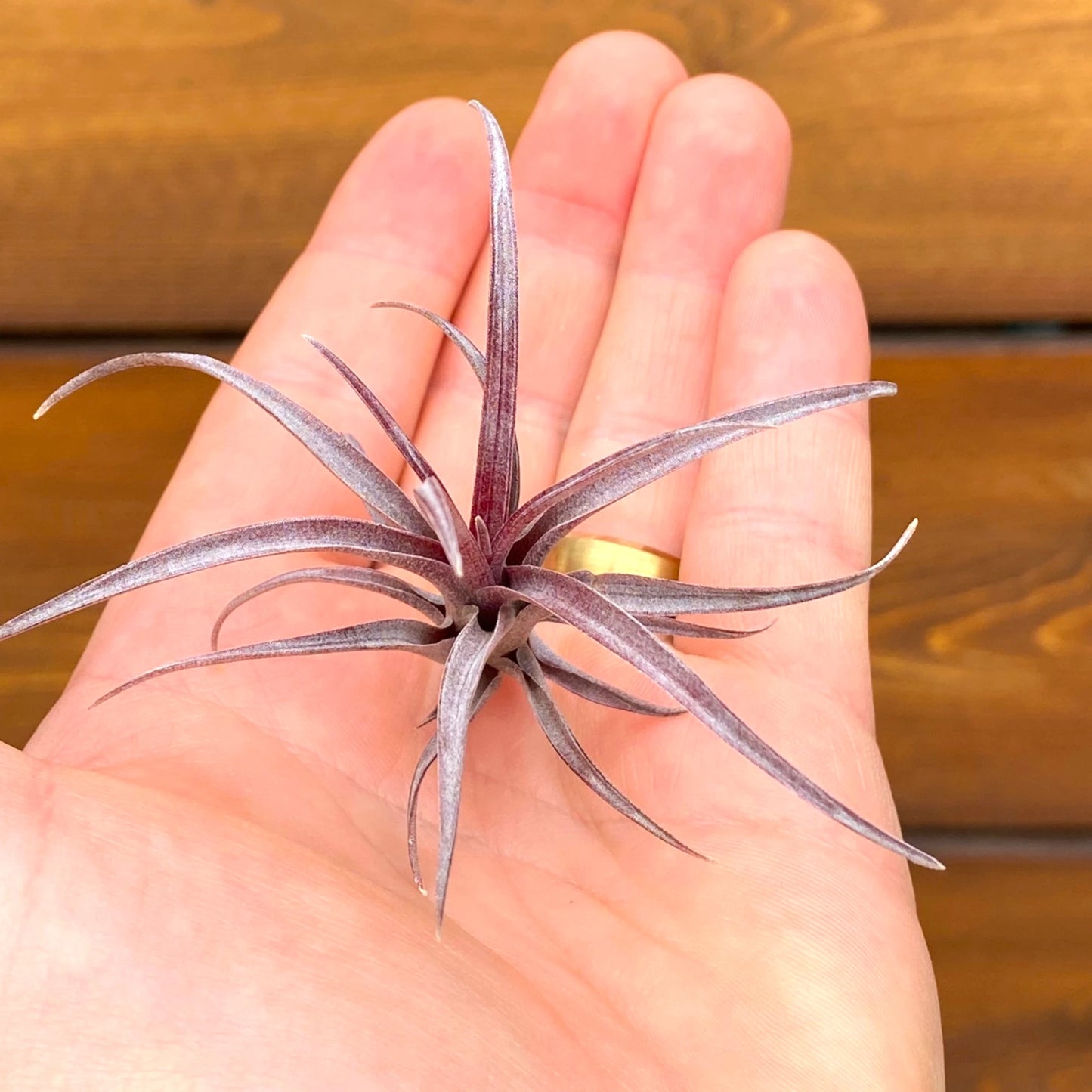 Small purple air plant held in a hand against a wooden background