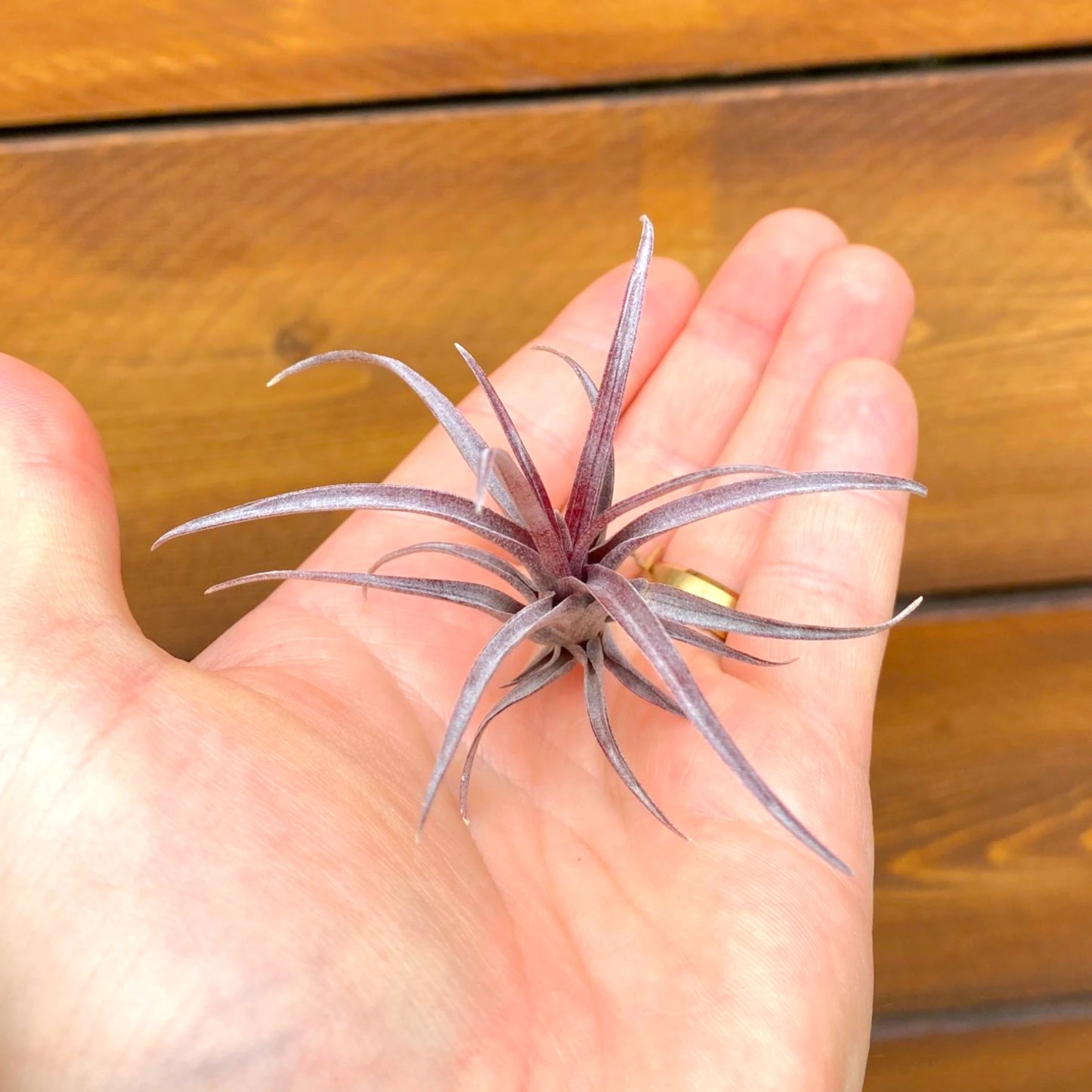 Small purple succulent held in a hand against a wooden background