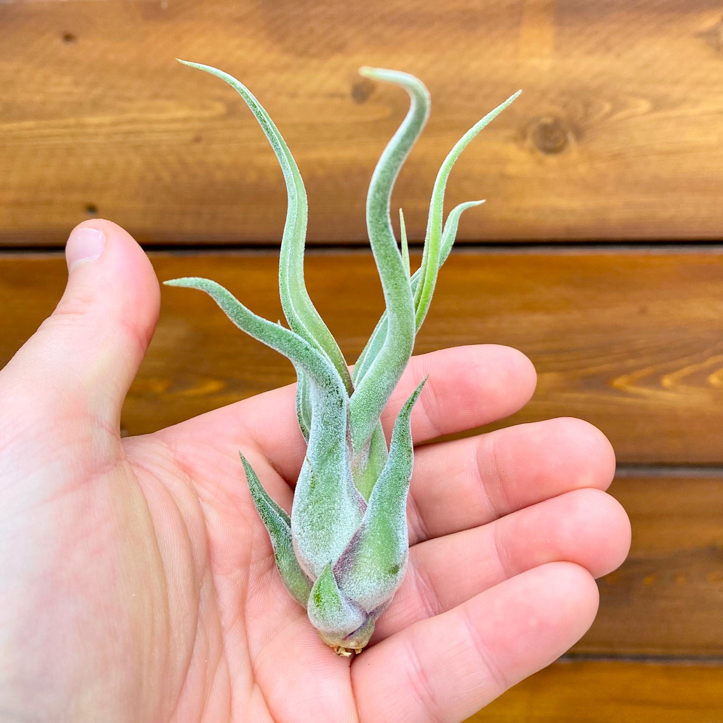 Small green air plant held in a hand with a wooden background